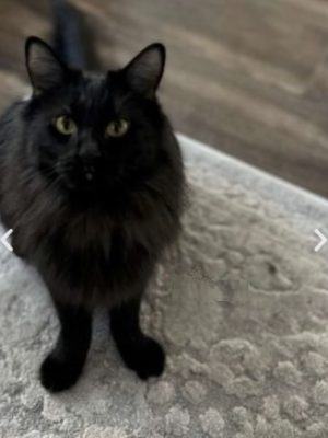 Hunter