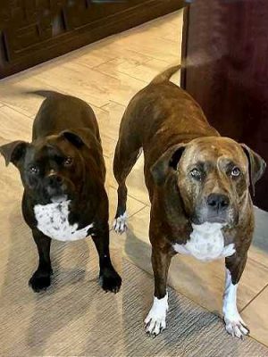 Winston and Bella-Luna--500